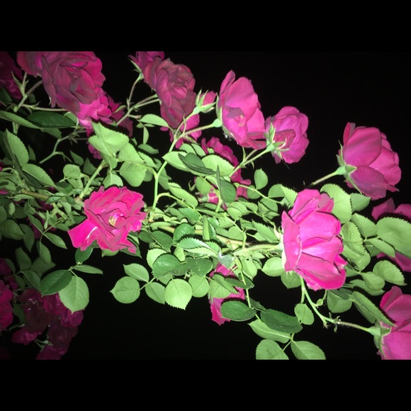 Meet your Posher, Gabrielle - Picture 1 of 1